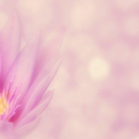 Pinke Lotusblume am linken Bildfeldrand.
