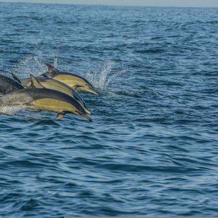 Vier Delfine die im Meer springen