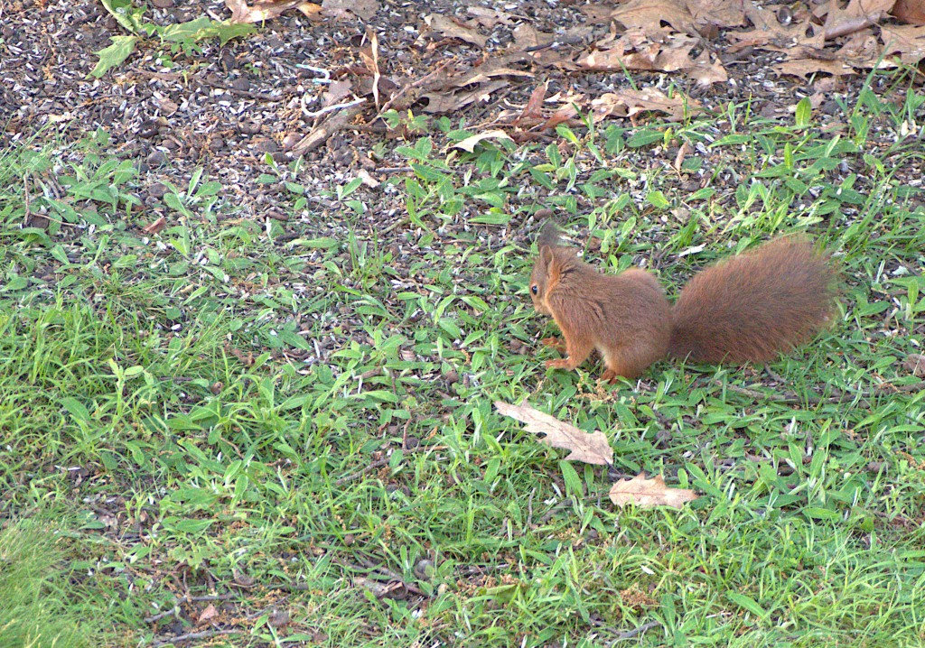 Eichhörnchen auf einer Wiese. Es dreht sich etwas von der Kamera weg ist.