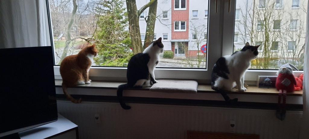 Drei Katzen am Fenster. Links: eine rote Katze; Mitte: Ein schwarz- weißer Kater; rechts: ein schwarz- weißer Kater