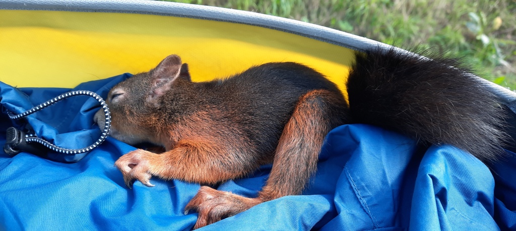 Ein verletztes Eichhörnchen, dass in einer Fahrradtasche liegt