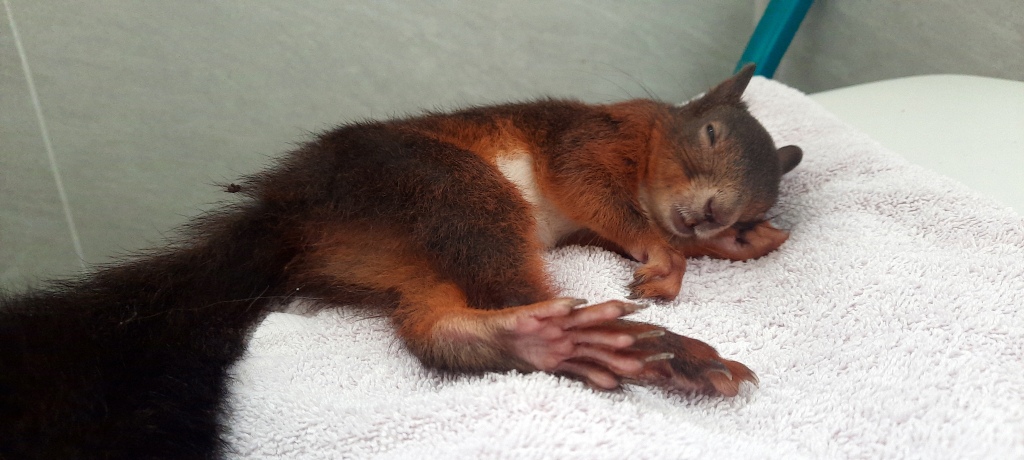 verletztes Eichhörnchen auf einem Handtuch