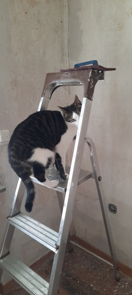 schwarz- weiße Katze die auf einer Leiter steht. Im Hintergrund sieht man abgerissene Tapeten ( Renovierungsarbeiten)